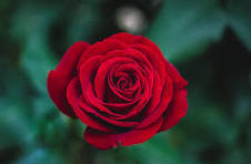 Flowers - Rose